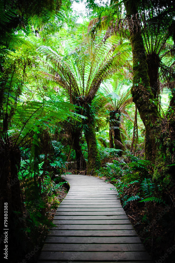 Maits Rest Rainforest Trail on Great Ocean Road, Australia Maits Rest Rainforest Trail on Great Ocean Road, Australia