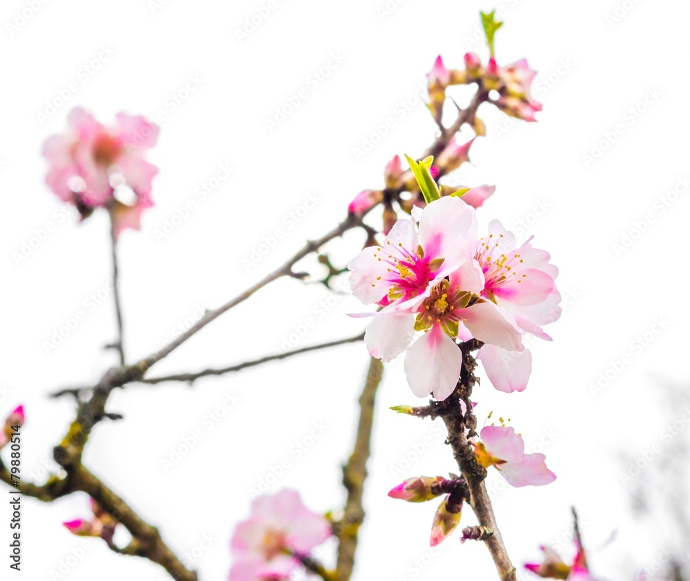 Fototapeta premium spring tree with pink flowers on daily light sky