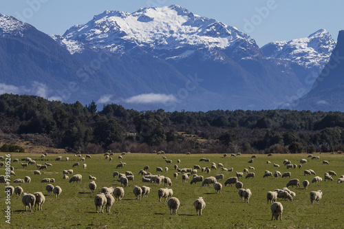 Lambs in New Zealand