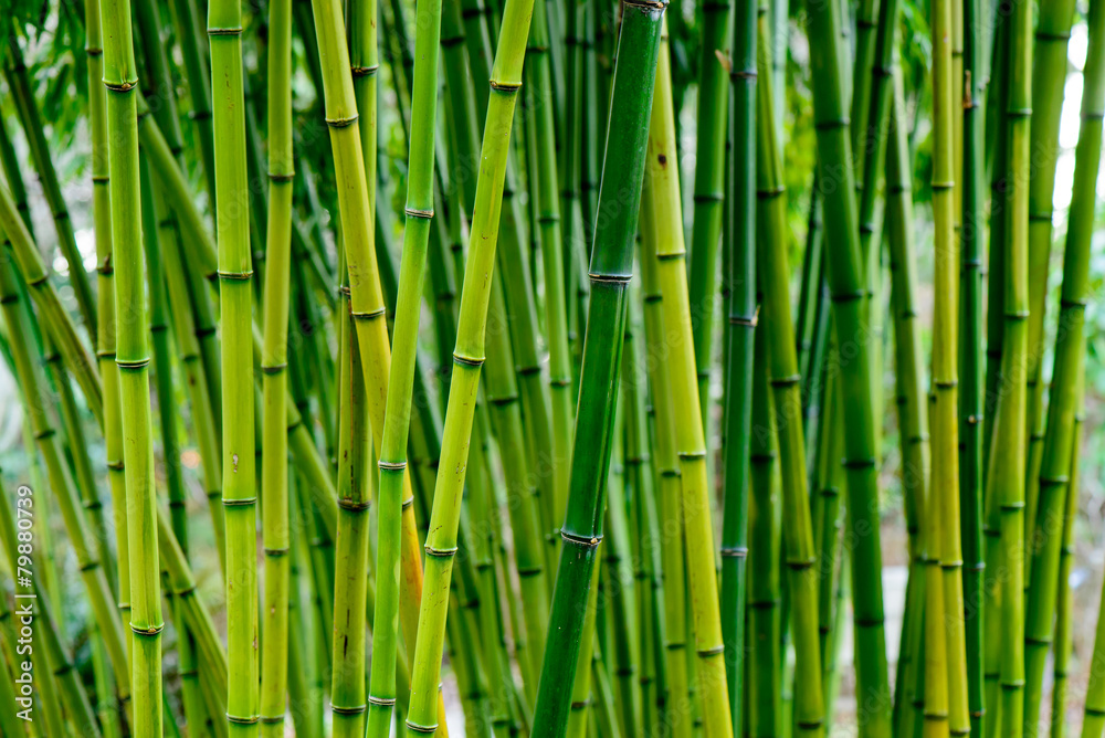 Fototapeta premium Bamboo forest