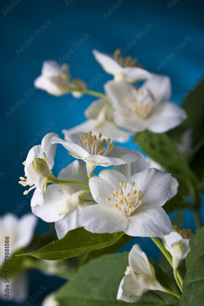 jasmine jasmine