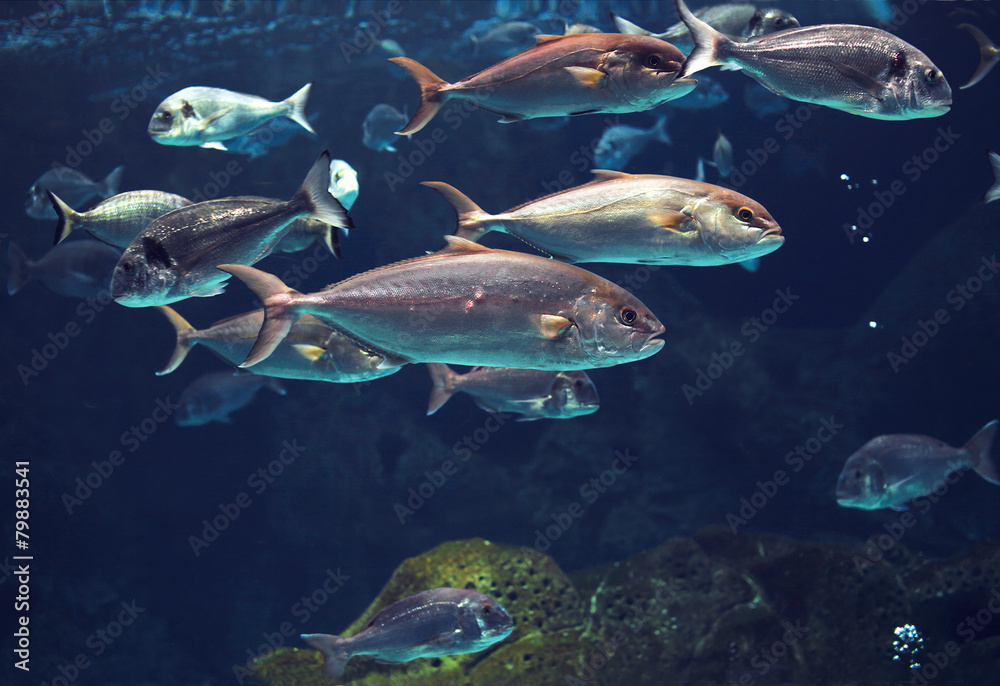 Amazing underwater world, shoal of tropical shiny silver fishes Amazing underwater world, shoal of tropical shiny silver fishes