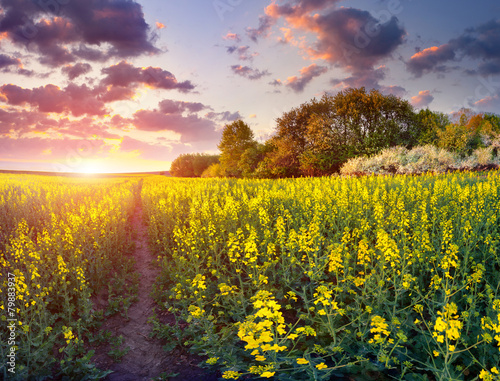 Colorful spring runrise in the field of yellow flowers.