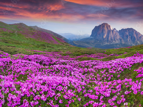 Colorful summer sunrise in the mountains