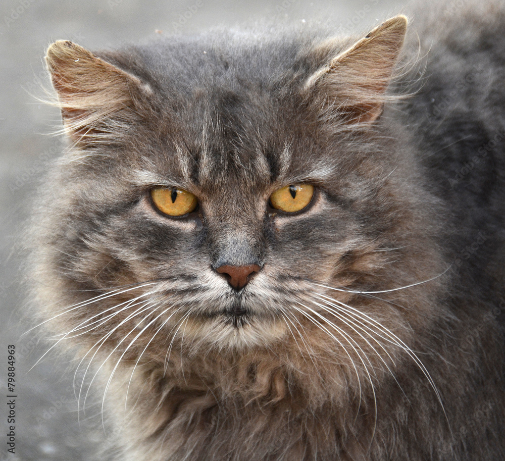 Close up portrait of a grey cat