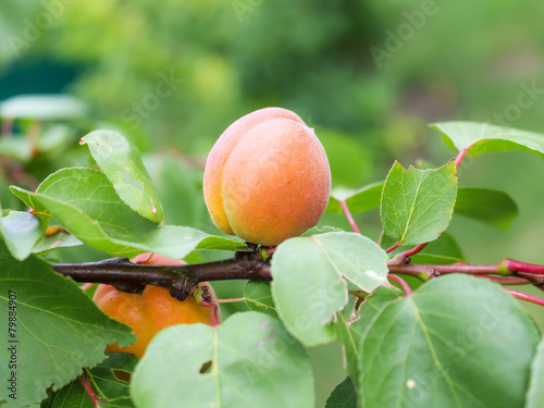 Fotografija peach