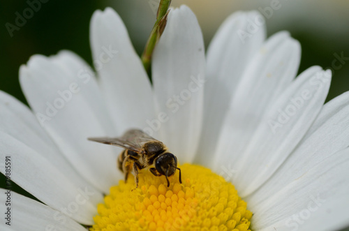 fiore con ape