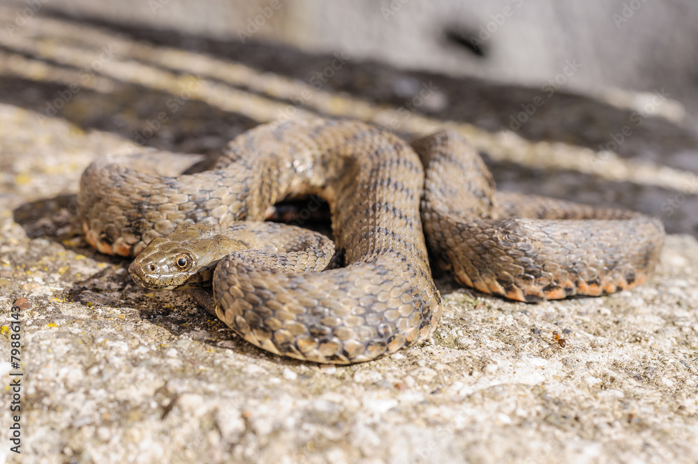 Fototapeta premium Snake,viper