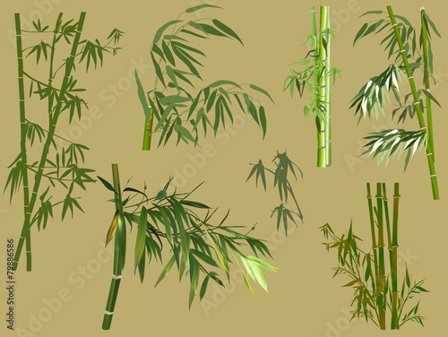 green bamboo collection on yellow background
