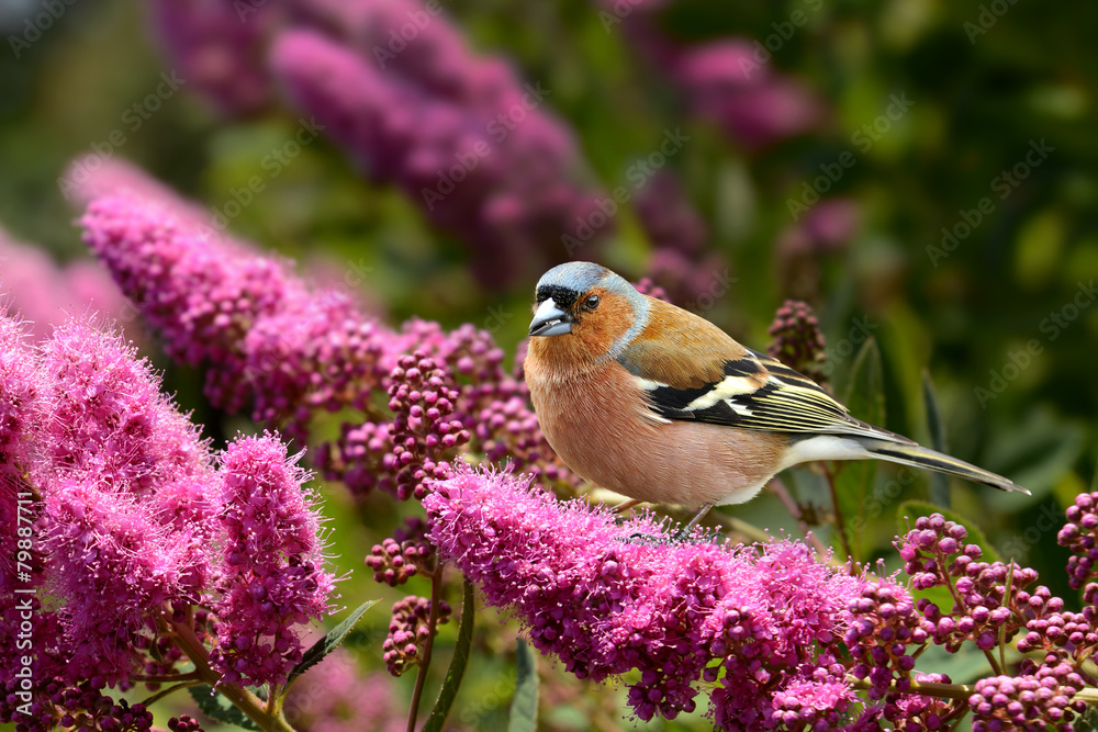 Obraz premium Frühling 297