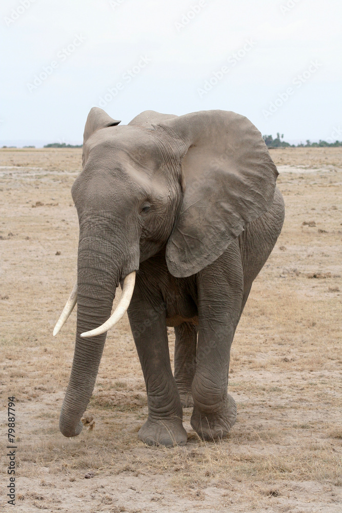 Eléphant d'Afrique de face