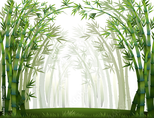 Bamboo