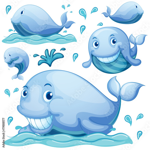Whale