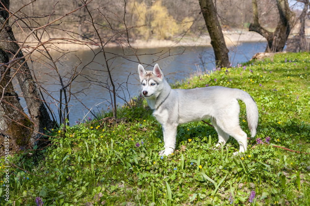 Obraz premium Portrait of puppy Siberian Husky