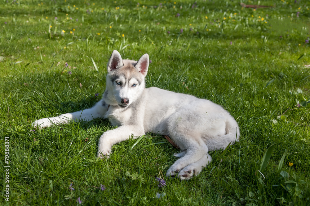 Portrait of puppy Siberian Husky Portrait of puppy Siberian Husky