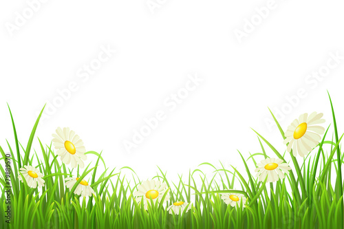 Green grass with daisies on white, vector illustration