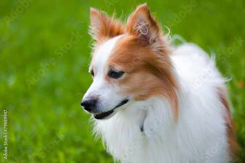 Cute dog in the grass