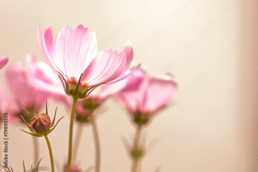 closeup soft focus on the cosmos flowers