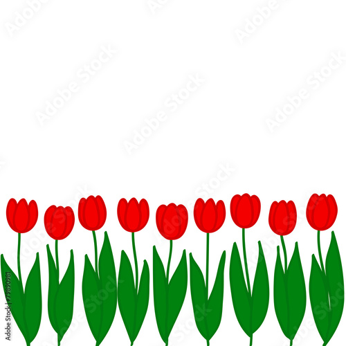 Red tulips. Vector illustration