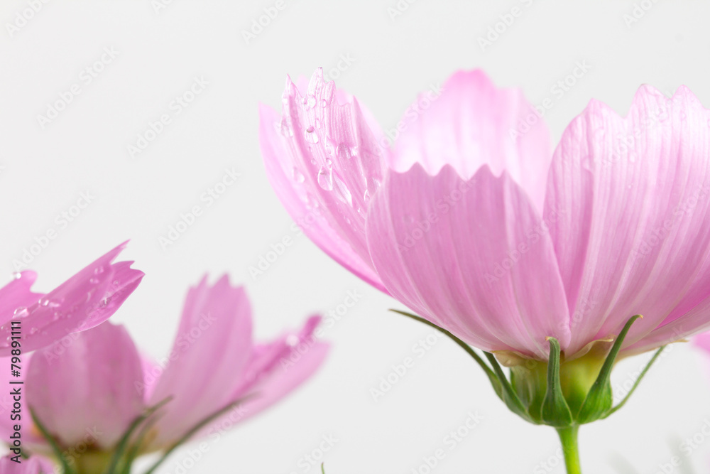 closeup soft focus on the cosmos flowers