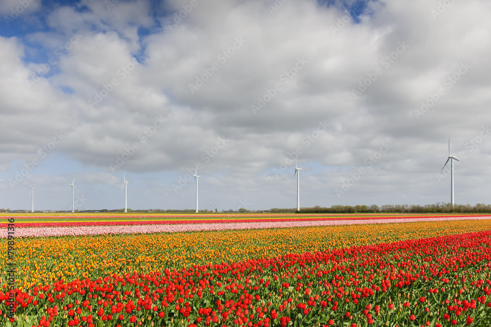Tulip field and windmills, Holland, The Netherlands.
