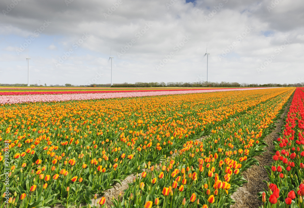 Tulip field with windmills, Holland, The Netherlands.