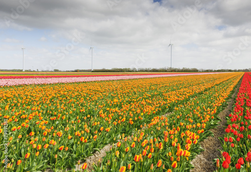 Tulip field with windmills  Holland  The Netherlands.
