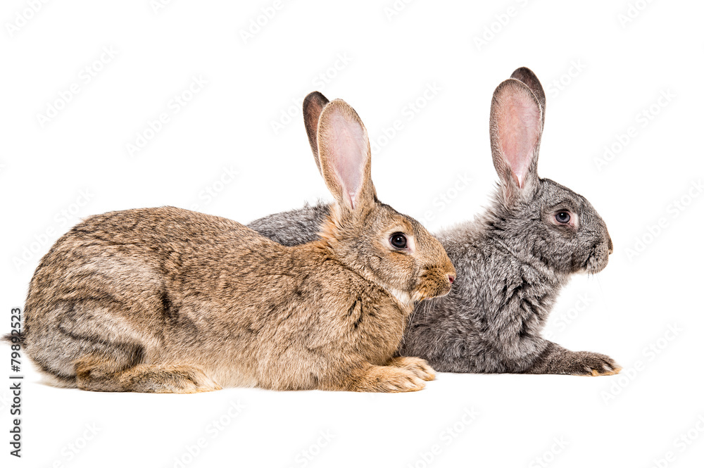 Obraz premium Two rabbits sitting together, side view