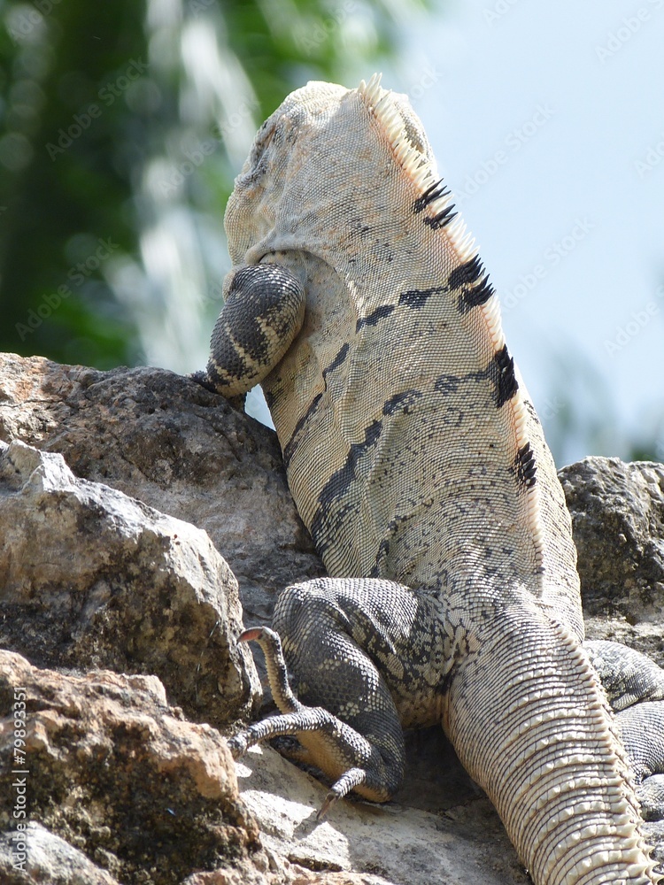 Obraz premium Iguana in Maya Ruinas