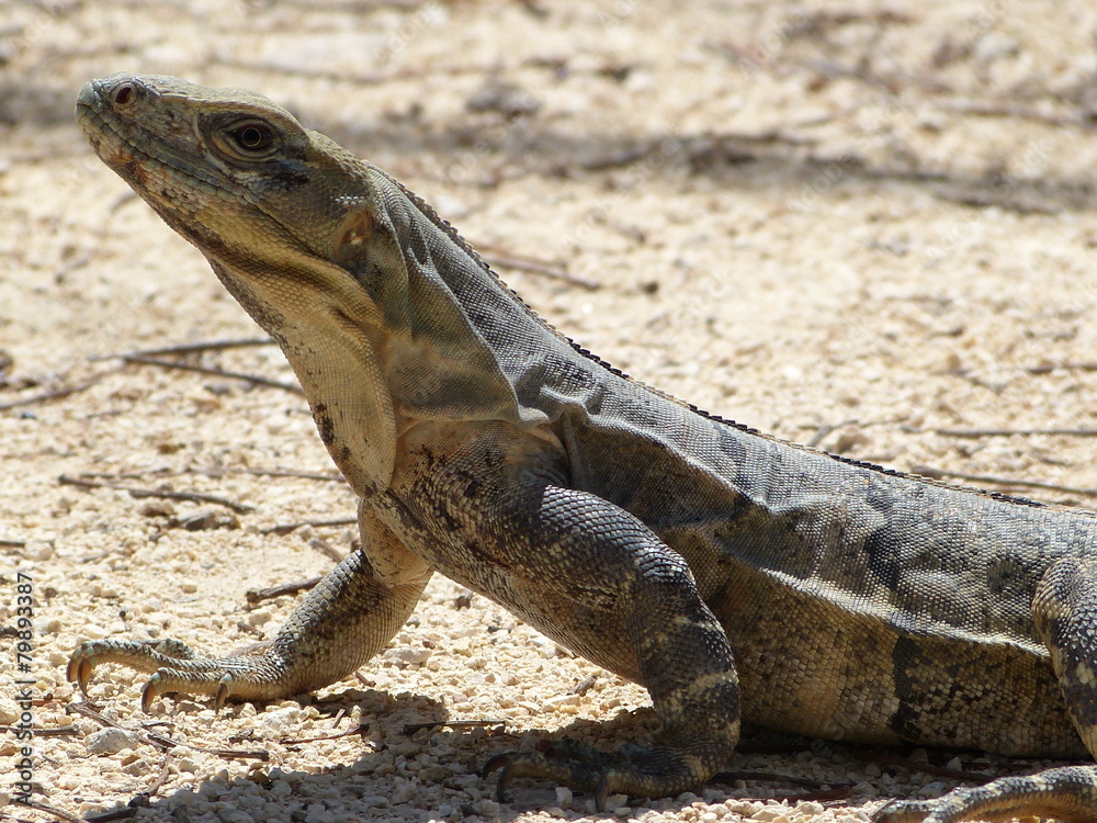 Iguana in Maya Ruinas