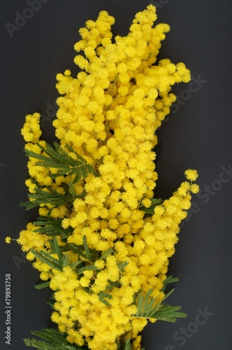 Mimose su sfondo nero