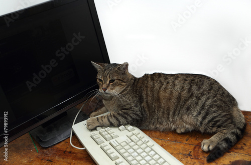 computer cat © wip-studio