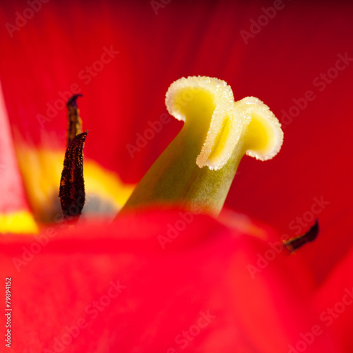 Close-up of tulip