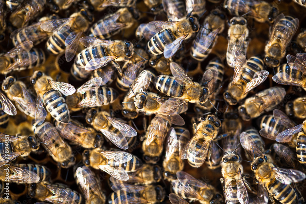 Macro shot of bees swarming on a honeycomb Macro shot of bees swarming on a honeycomb