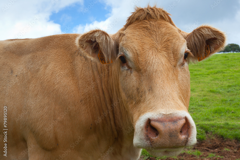 tête de vache limousine