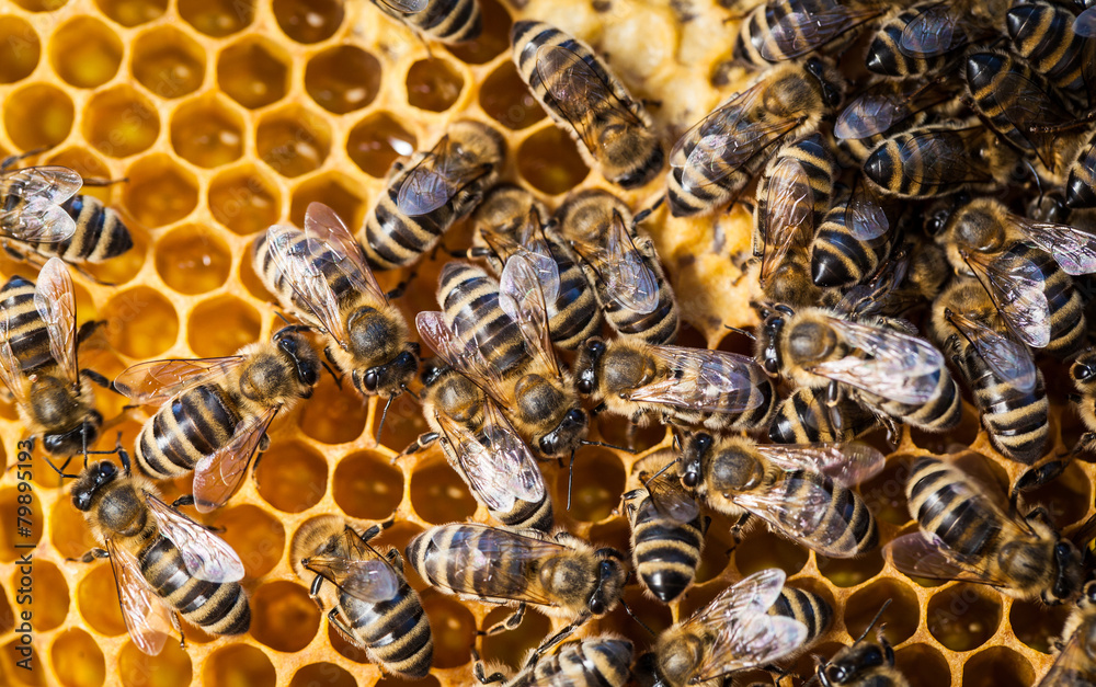 Macro shot of bees swarming on a honeycomb Macro shot of bees swarming on a honeycomb