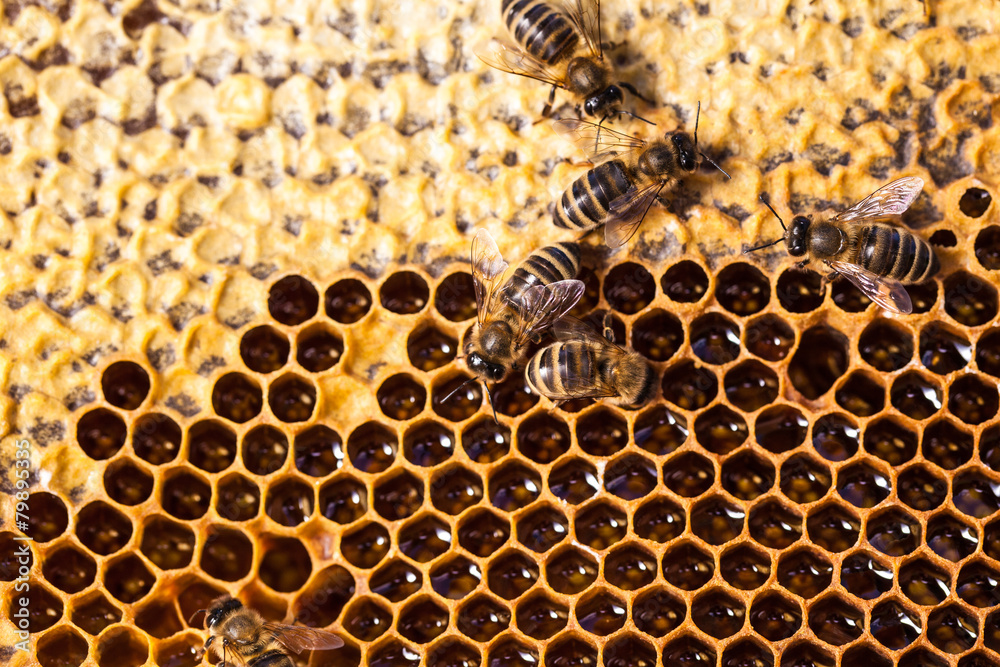 Macro shot of bees swarming on a honeycomb Macro shot of bees swarming on a honeycomb