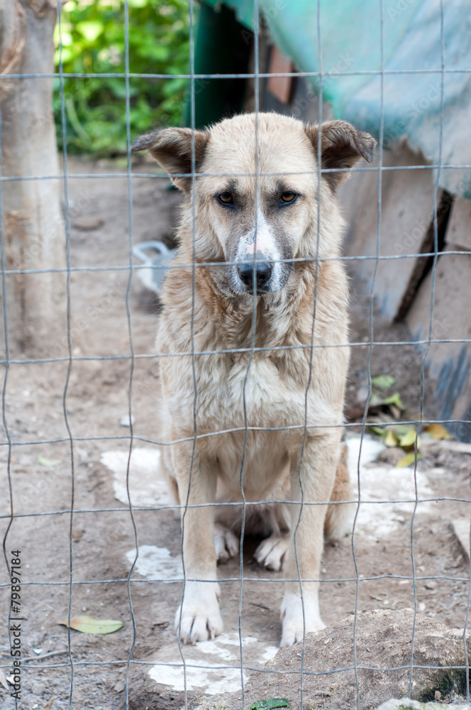 Adopt me! Adopt me!