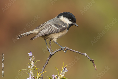Coal tit (Parus ater) perched on a branch