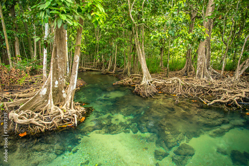 Mangrove trees along the turquoise green water in the stream. © Mazur Travel
