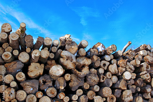 Harvesting timber logs in a forest in winter