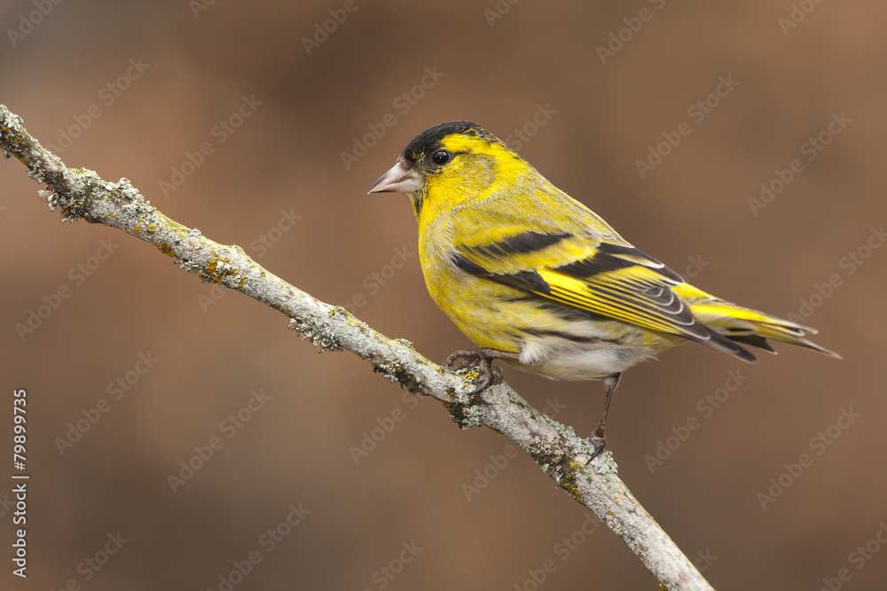 View Carduelis spinus perched on a branch in autumn View Carduelis spinus perched on a branch in autumn