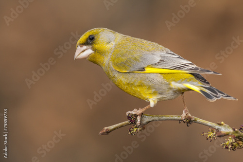 European Greenfinch ( Carduelis chloris ) resting on a branch