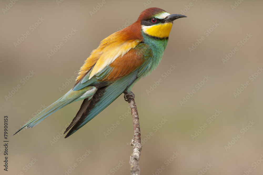 Common bee-eater ( Merops Apiaster ) perched on a branch. Spain Common bee-eater ( Merops Apiaster ) perched on a branch. Spain