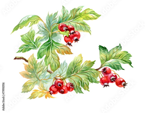 Watercolor painting of hawthorn branch on white background