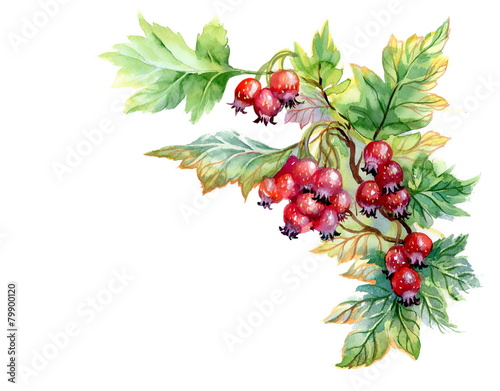 Watercolor painting of hawthorn branch on white background