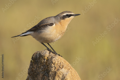 Wheatear (Oenanthe oenanthe), perched on a stone, © J.C.Salvadores