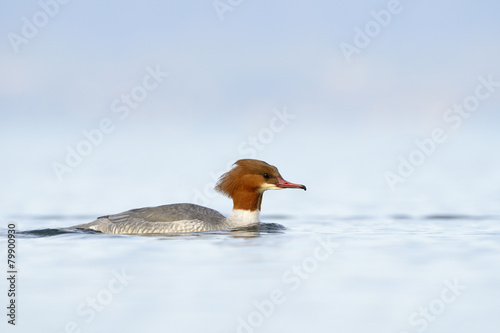 Common Merganser (Mergus merganser) or Goosander swimming.