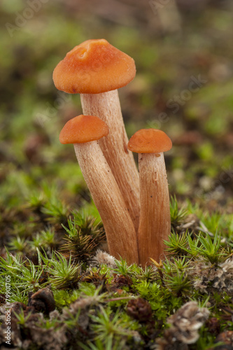 Small mushrooms growing oranges between Moss, Lacaria laccata photo