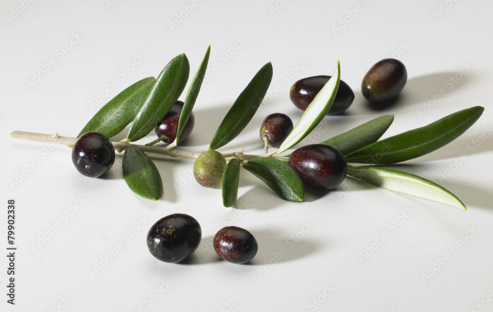 Ramo di Olivo con Olive Stock Photo | Adobe Stock
